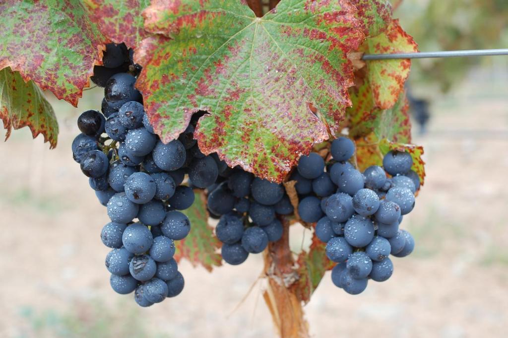 Miraluna Bodega Boutique Cachí Kültér fotó