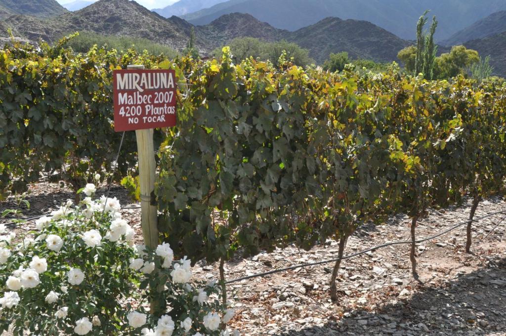 Miraluna Bodega Boutique Cachí Kültér fotó